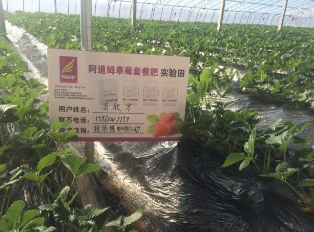 阿多補草莓套餐肥，草莓增質提産的選擇